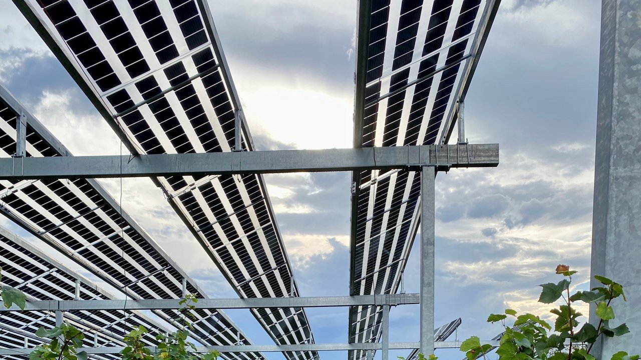 Unten Reben, oben Solarenergie: Agri-PV-Anlage in Ihringen am Kaiserstuhl.