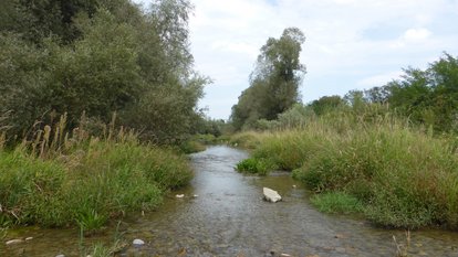 Aue_mit_Hochstaudenfluren.jpg: Typische und das Landschaftsbild prägende Auenlandschaft mit Hochstaudenfluren