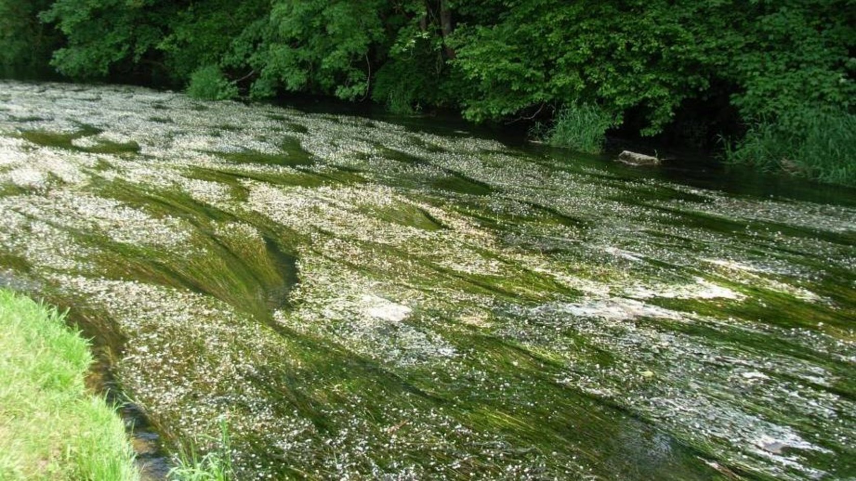 Die Donau bei Pfohren. Lebensraumtyp Fließgewässer mit flutender Wasservegetation