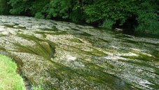 Donau bei Pfohren Die Donau bei Pfohren. Lebensraumtyp Fließgewässer mit flutender Wasservegetation