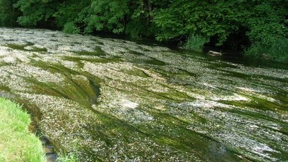 Die Donau bei Pfohren. Lebensraumtyp Fließgewässer mit flutender Wasservegetation
