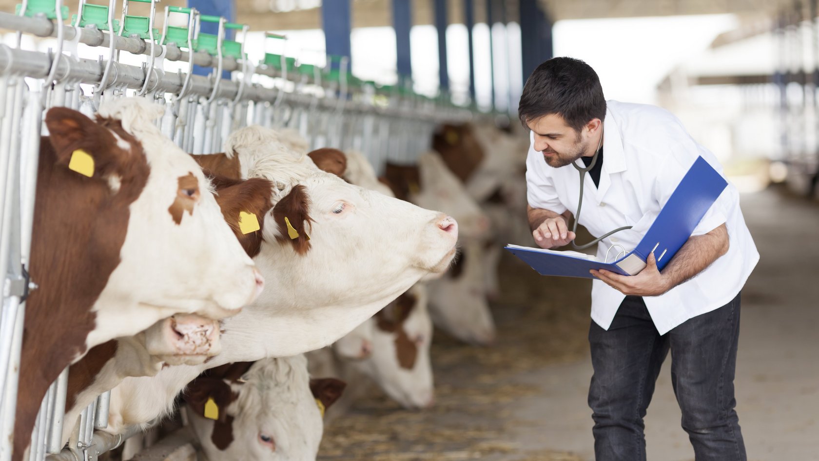 Ein Mann in weißem Kittel und eine Kuh