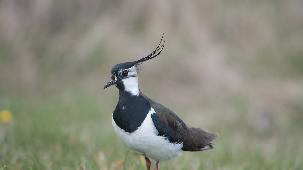 Kiebitz schwarz weiß auf einer Wiese