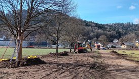 Ausgleichsmaßnahme A15 entlang Feldweg mit extensivem Saumstreifen