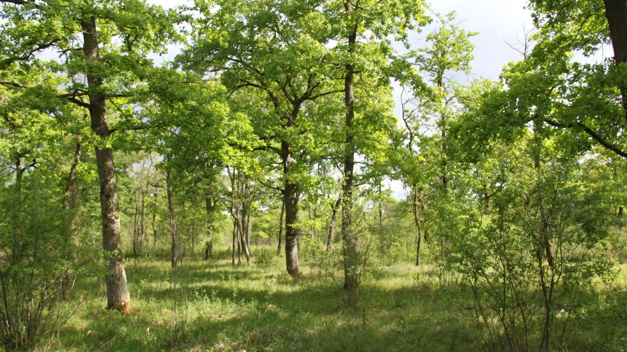 Wald 