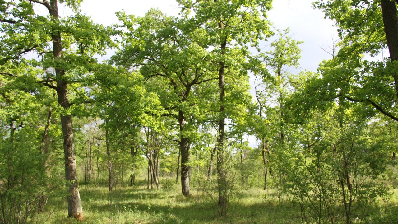 Wald 