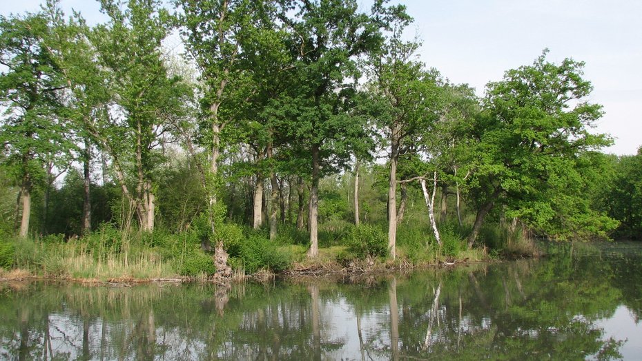 Rheinauenlandschaft Rheinauenlandschaft