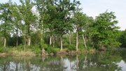 Rheinauenlandschaft
