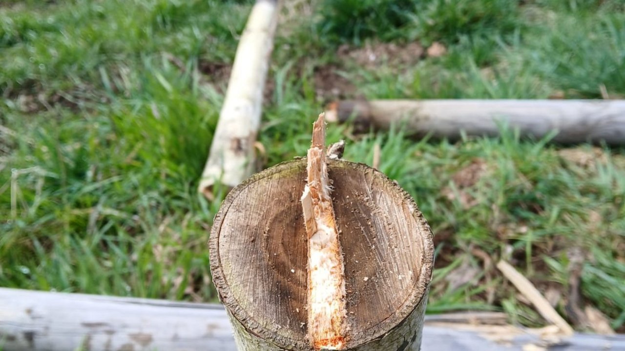 Beschädigter Baum