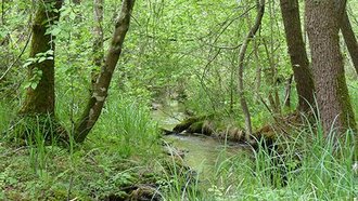 Mooswälder bei Freiburg