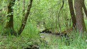 Mooswälder bei Freiburg