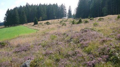 Natureindrücke aus dem Blasiwald