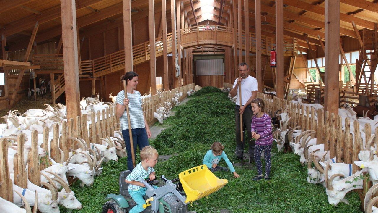 Familie mit Kindern im Ziegenstall