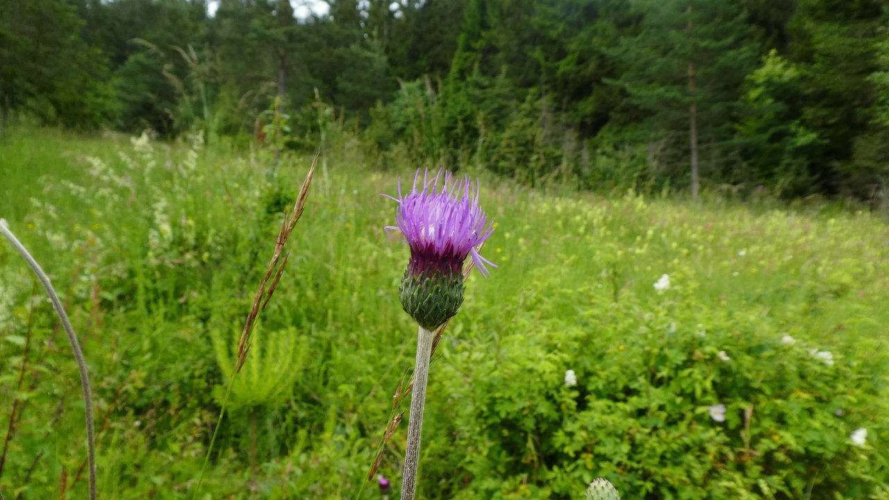 Knollige Kratzdistel Lupfen