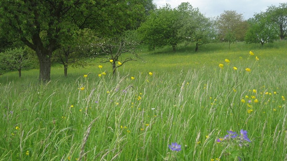 Schwarzwald-Westrand von Herbholzheim bis Hohberg Blühende Wiese