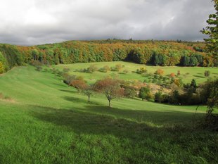 Magere Flachland-Mähwiese nahe Feuerbach