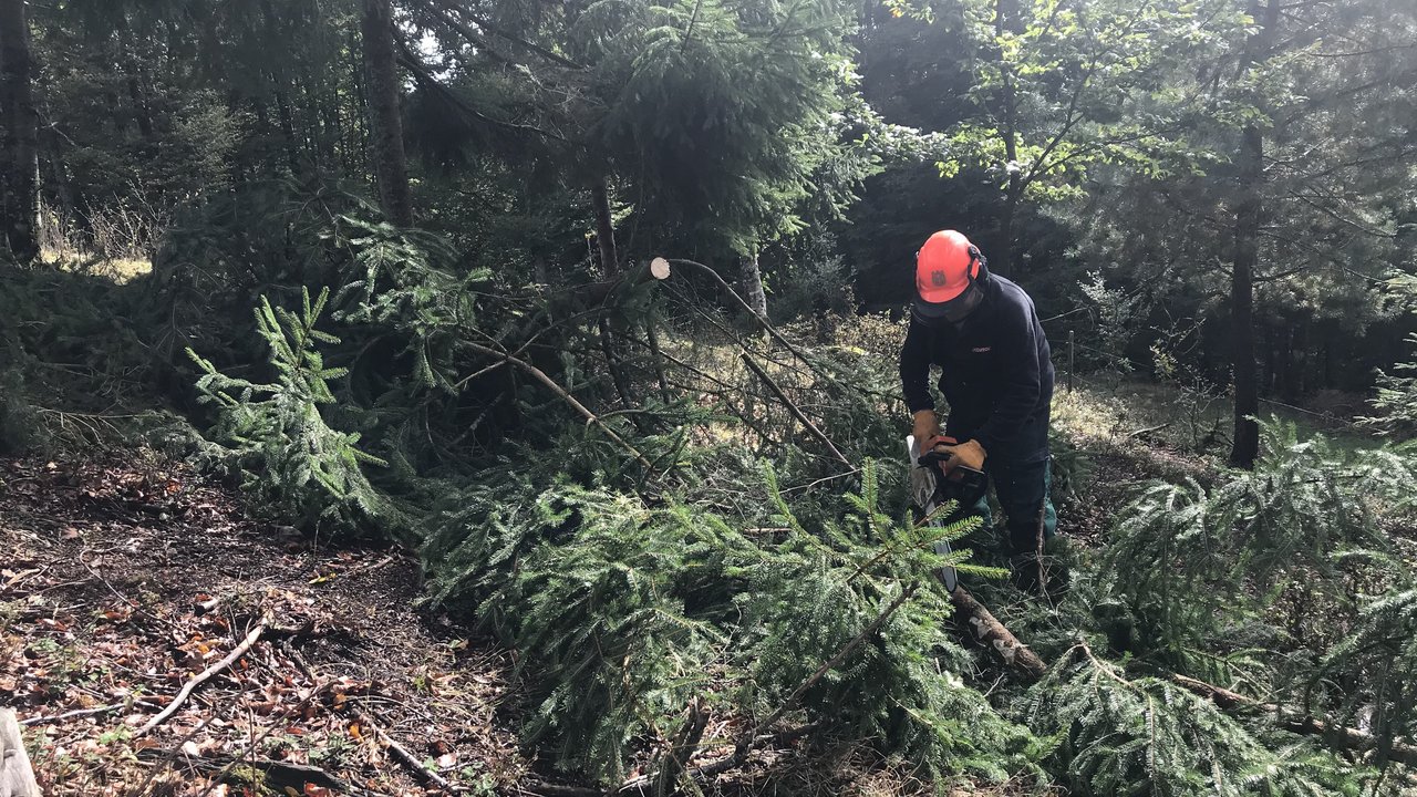 Freiwilliger Helfer bei der Waldarbeit