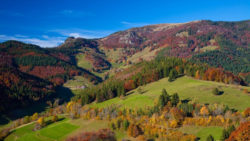 Allmendweide im Schwarzwald