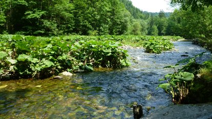 Pestwurz-Hochstaudenflur an der Wutach