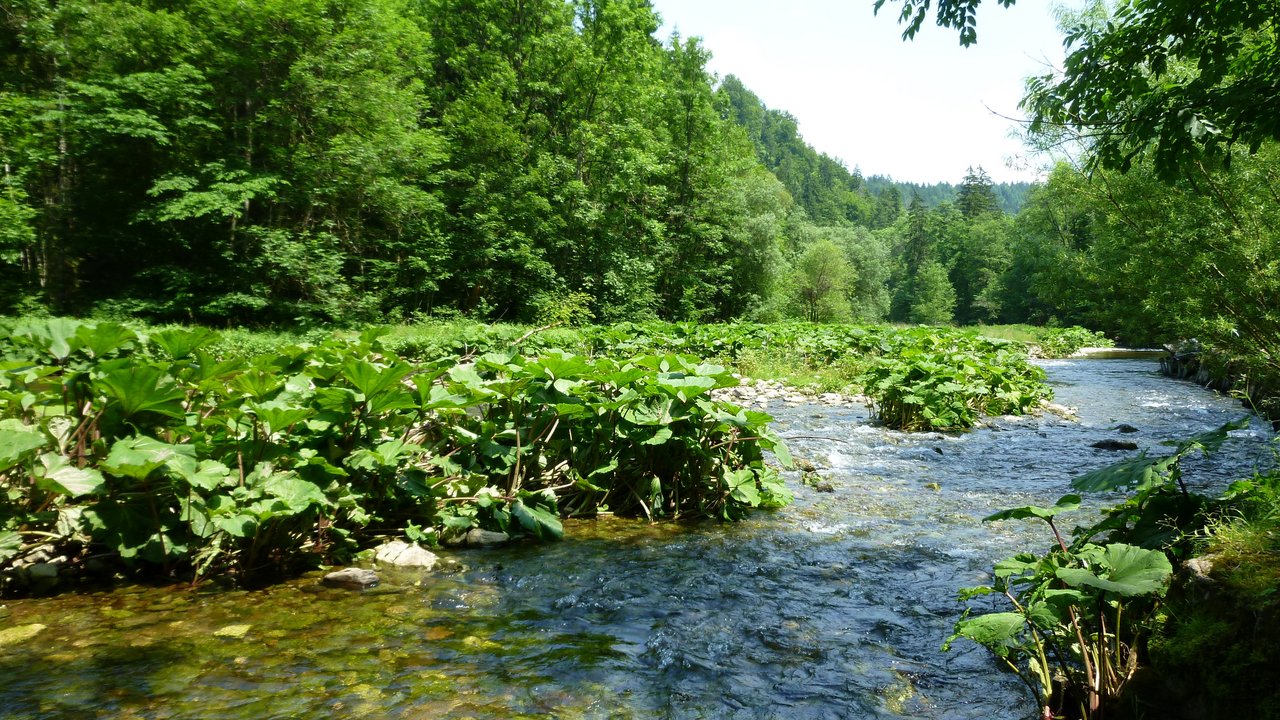 Referat 55 - Naturschutz, Recht Pestwurz-Hochstaudenflur an der Wutach