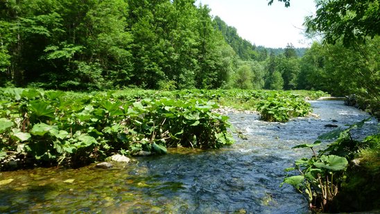 Pestwurz-Hochstaudenflur an der Wutach