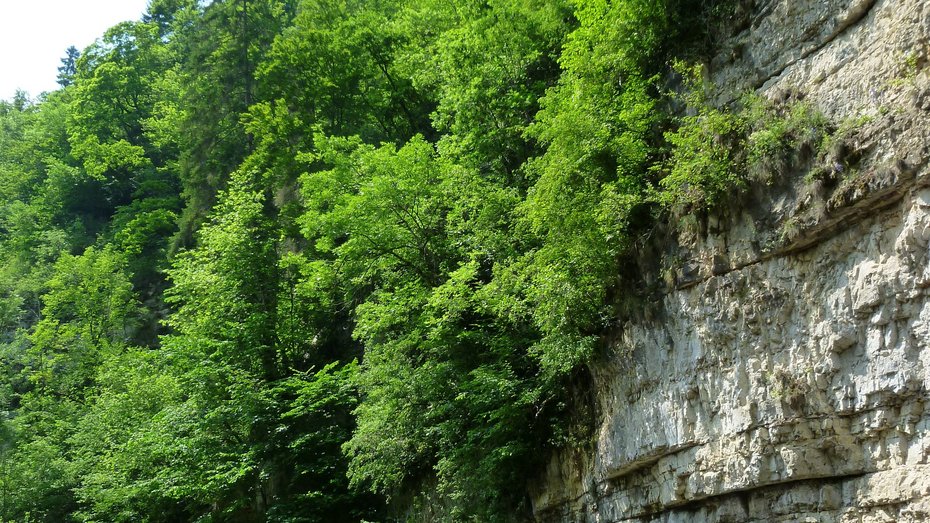 Schlucht- und Hangwald an der Wutach
