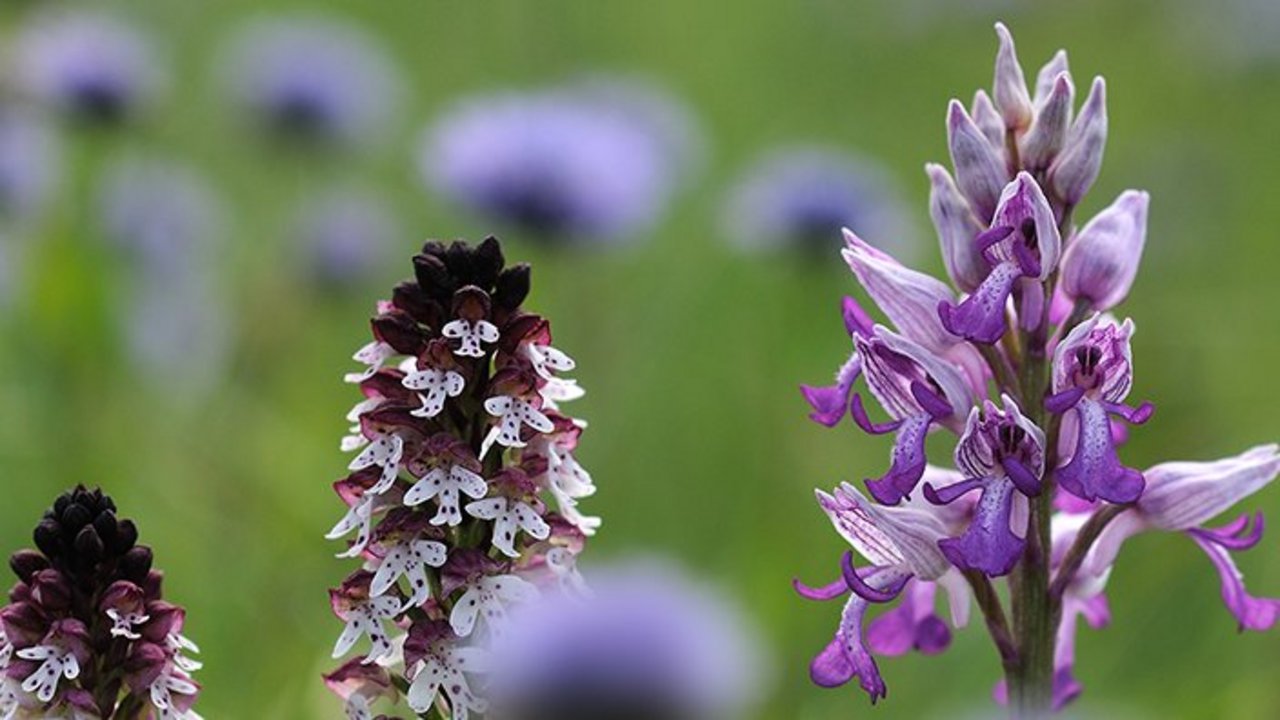 Naturschutzgebiet Taubergießen Orchideen im Naturschutzgebiet Taubergießen