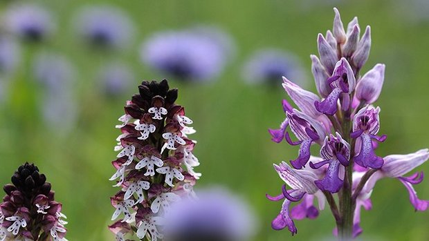 Naturschutzgebiet Taubergießen Orchideen im Naturschutzgebiet Taubergießen