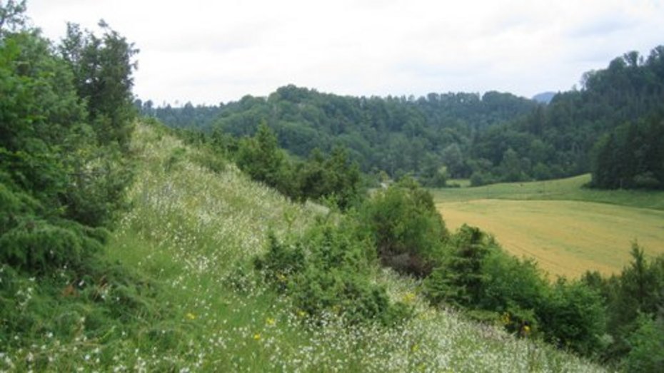 Wiese im Neckartal Wiese im Neckartal