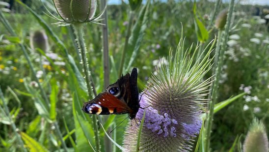 Schmetterling auf einer Distelpflanze