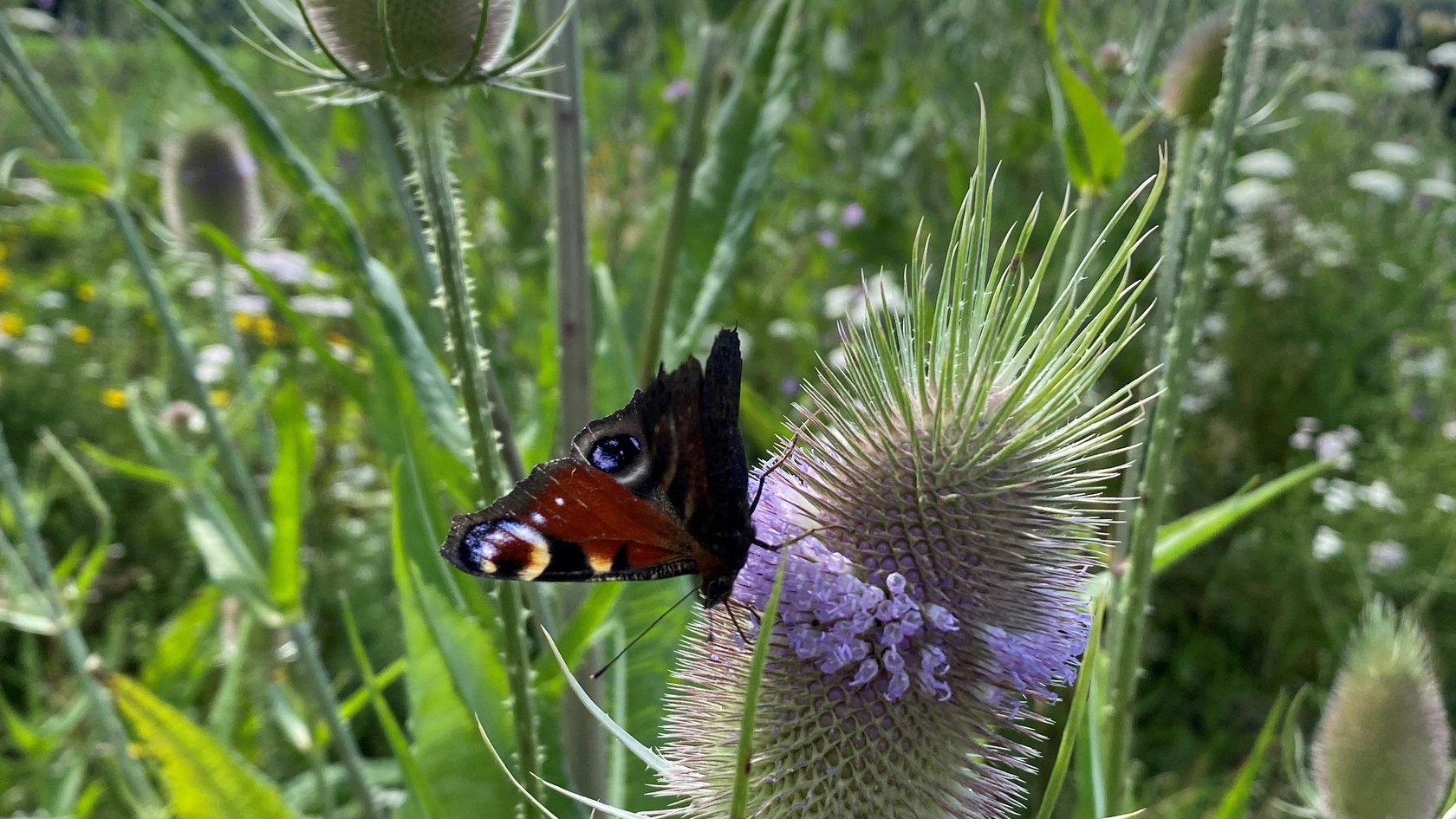Schmetterling auf einer Distelpflanze