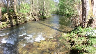 Fließgewässer im FFH-Gebiet mit Auwald-Streifen