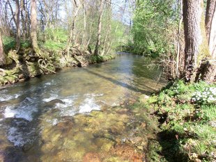 Fließgewässer im FFH-Gebiet mit Auwald-Streifen Fließgewässer im FFH-Gebiet mit Auwald-Streifen