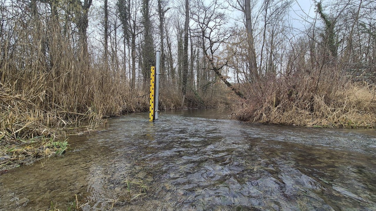 Durchströmte Schlut im Rheinwald Breisach-Burkheim