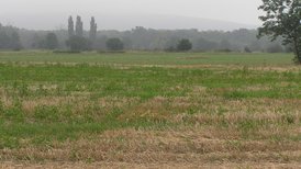 Tüllinger Berg im Nebel