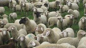 Schafe bei Prim-Vorland