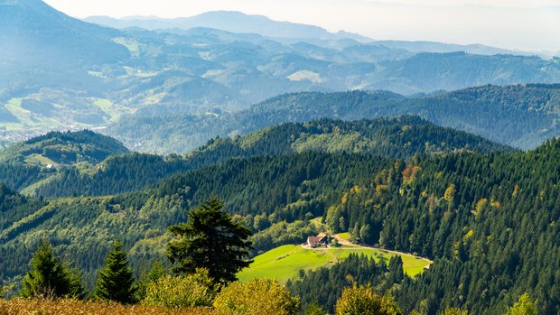 Wald- und Forstwirtschaft Schwarzwald
