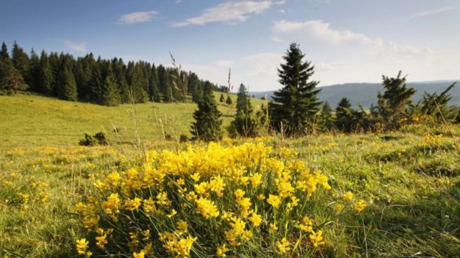 Oberer Hotzenwald Oberer Hotzenwald