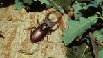 Hirschkäfer