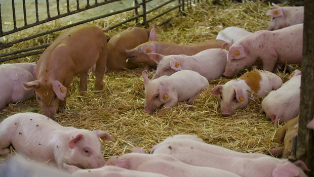 Ferkel im Stall
