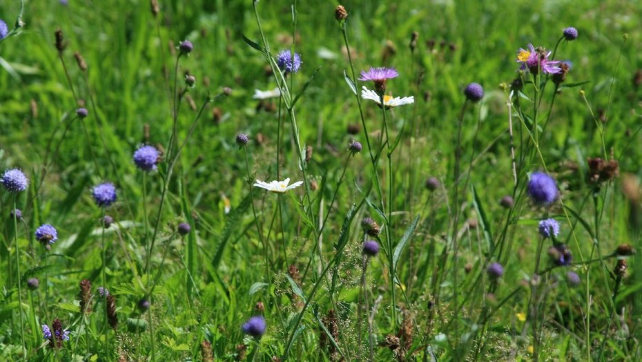 Blühende Wiese Blühende Wiese