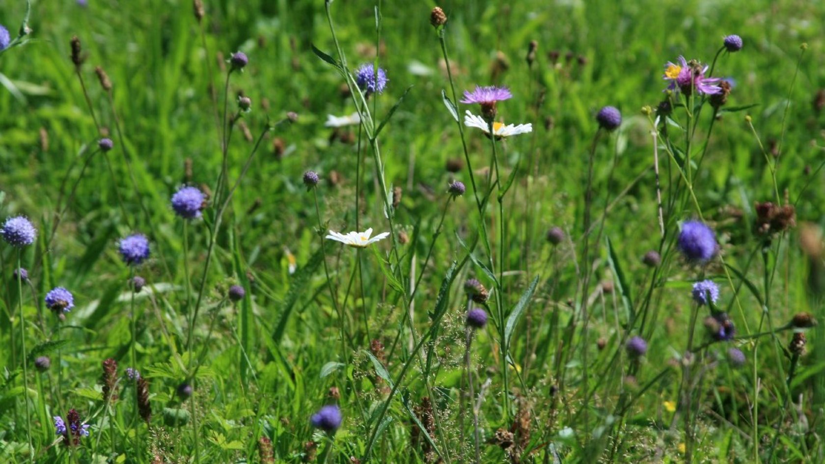 Blühende Wiese Blühende Wiese