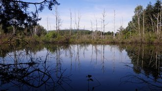Lebensraumtyp Natürliche nährstoffreiche Seen [3140] im Naturschutzgebiet „Zollhausried“