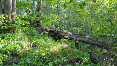 Wald mit Totholz