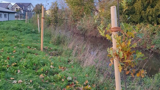 gemeinsame Bepflanzungsaktion im Oktober 2025