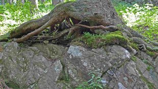 Baumwurzel auf Fels