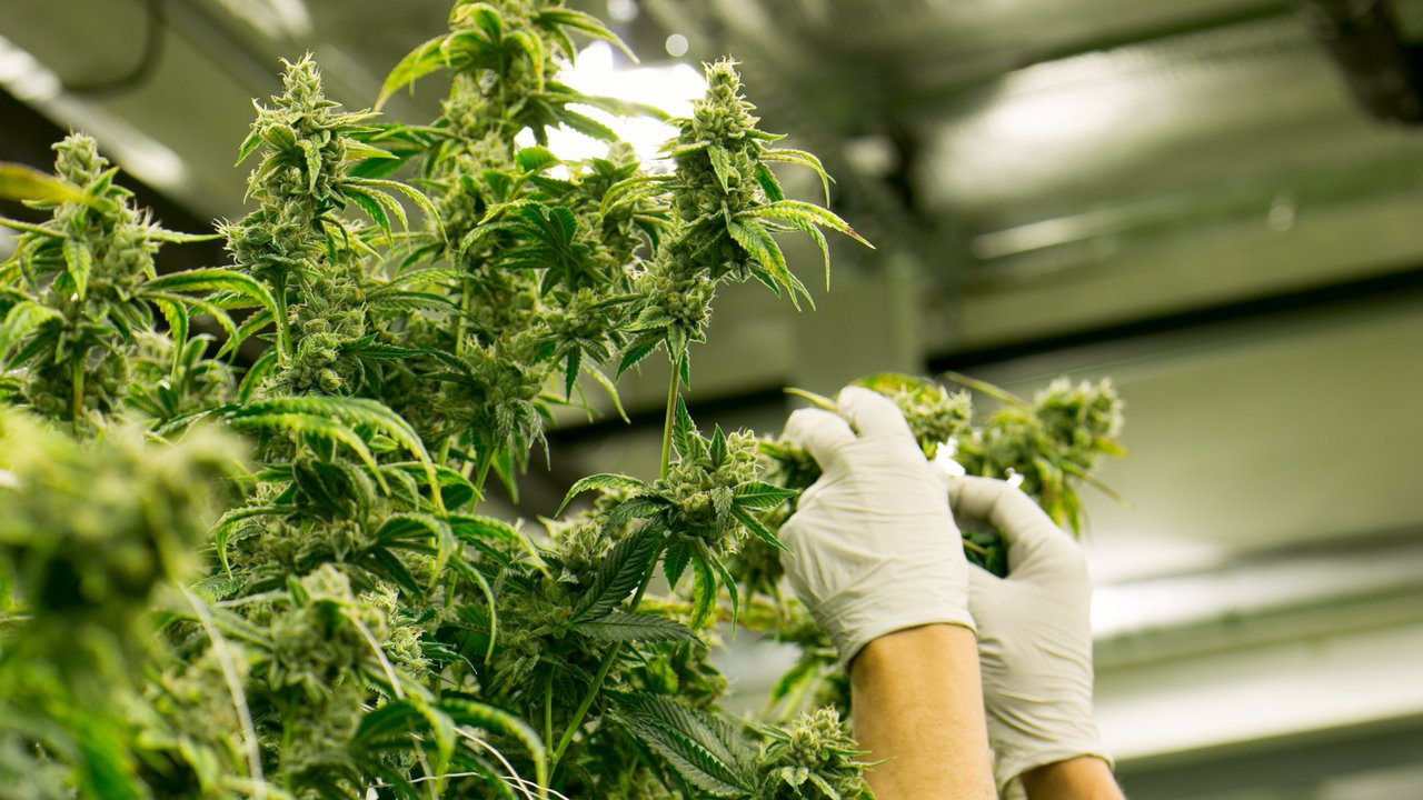 Cannabis The Colonel - stock.adobe.com