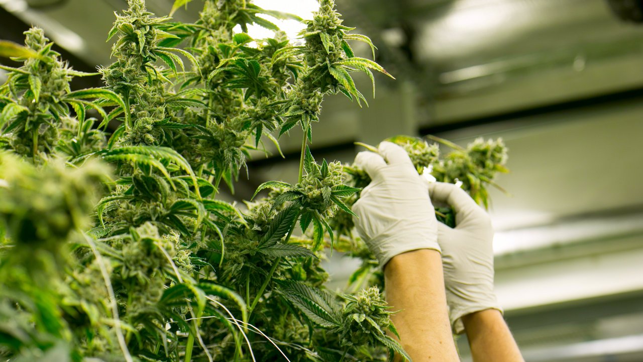 Cannabis The Colonel - stock.adobe.com
