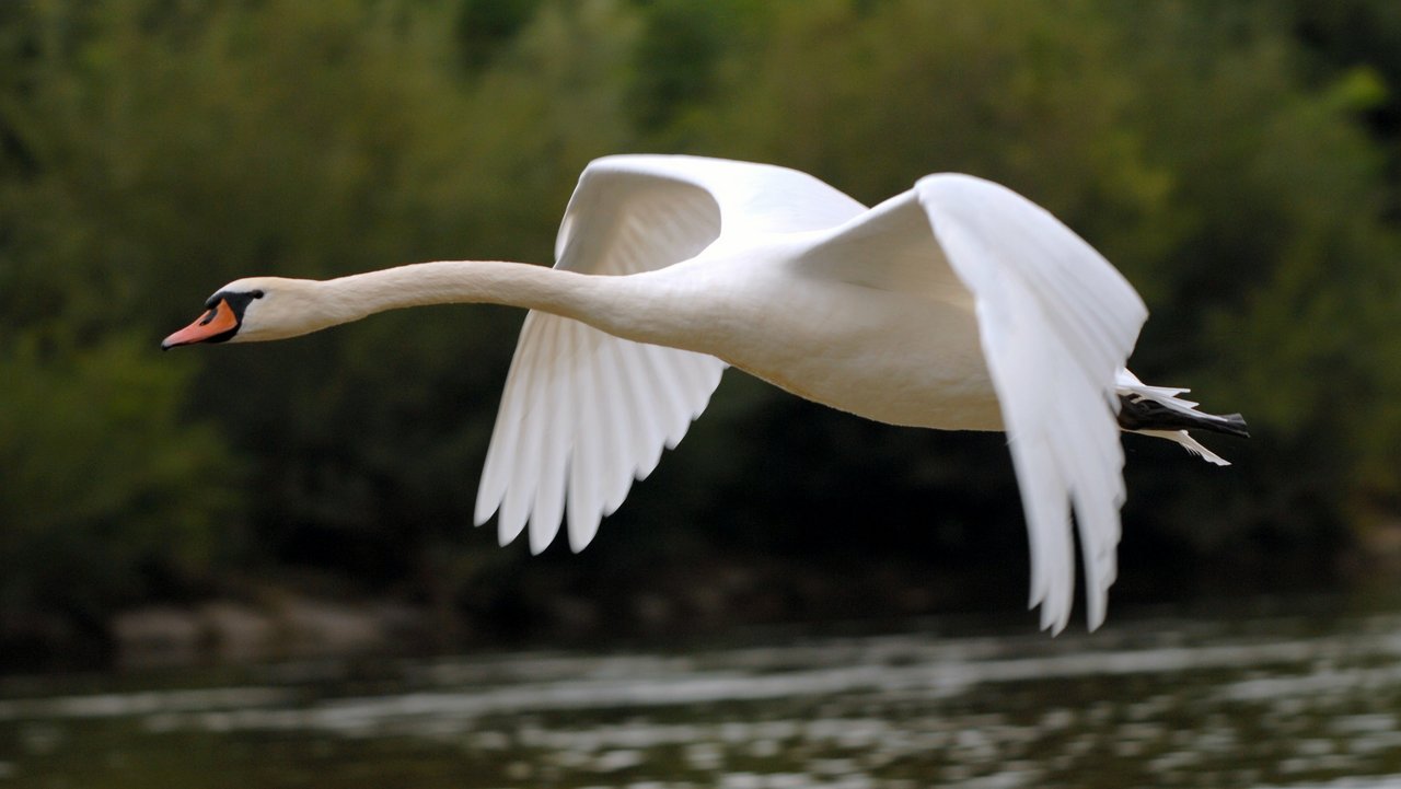 Ein Schwan fliegt über Wasser