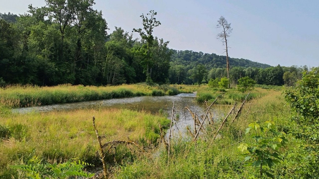 Naturlandschaft im Wald mit Fluss